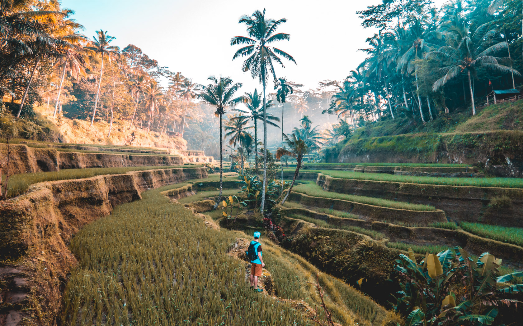 Rice paddies in Ubud - Bali travel guide